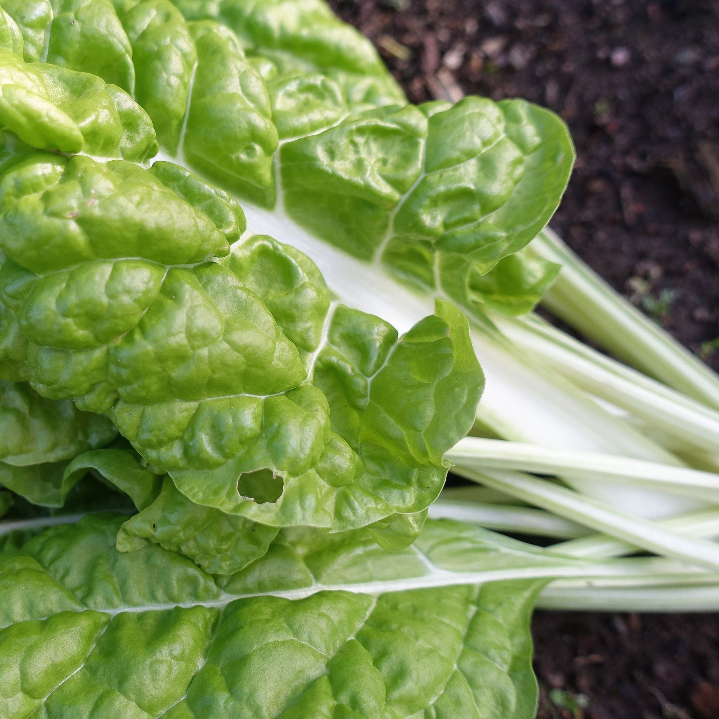 Swiss Chard Imp. Mangoid Luciulus - Fresh and Vibrant Greens for Your Kitchen Exotic Vegetable Seeds