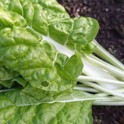 Swiss Chard Imp. Mangoid Luciulus - Fresh and Vibrant Greens for Your Kitchen Exotic Vegetable Seeds