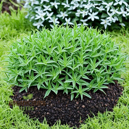 Premium Savory Winter Herb Seeds
