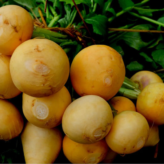 Turnip IMP Golden Yellow Vegetable Seeds