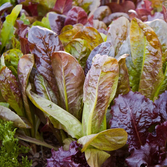 Romaine Red Microgreens Seeds for Fresh Lettuce Salad