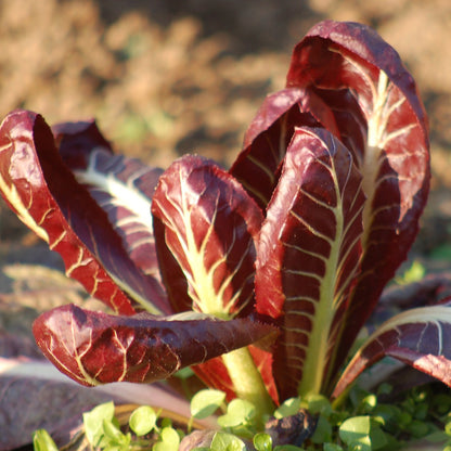 Chicory Resso di Verma – Elegant and Authentic Italian Coffee Blend Exotic Vegetable Seeds