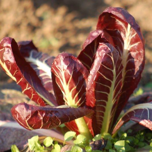 Chicory Resso di Verma – Elegant and Authentic Italian Coffee Blend Exotic Vegetable Seeds