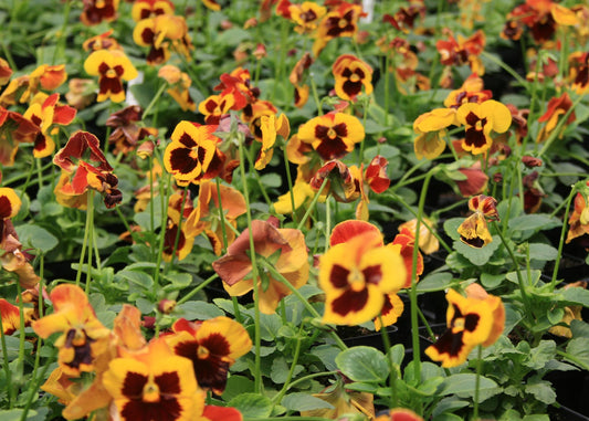 Pansy Delta Fire Winter Flower Seeds