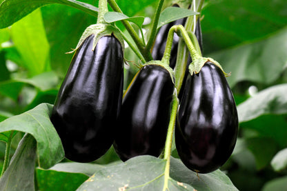 Brinjal Eggplant F1 Hybrid Crypton Kranti Vegetable Seeds