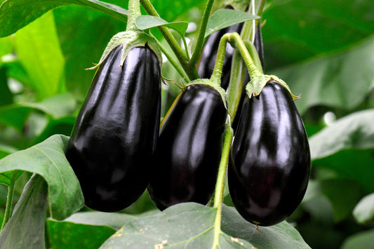 Brinjal-Eggplant F1 Long Black Him Mani Vegetable Seeds