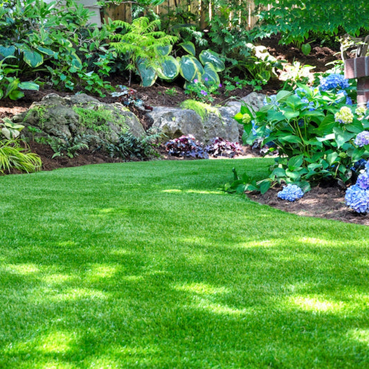 Premium Lawn Grass & Tuff Grass for a Beautiful, Durable Landscape Exotic Vegetable Seeds
