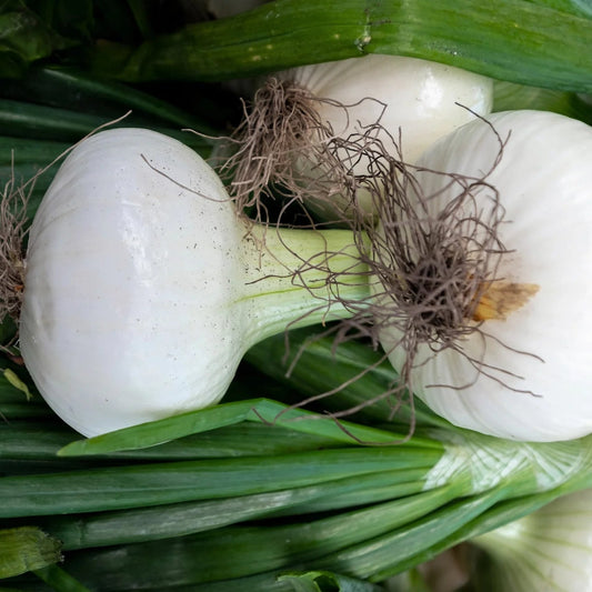 Onion White Globe Vegetable  Seeds