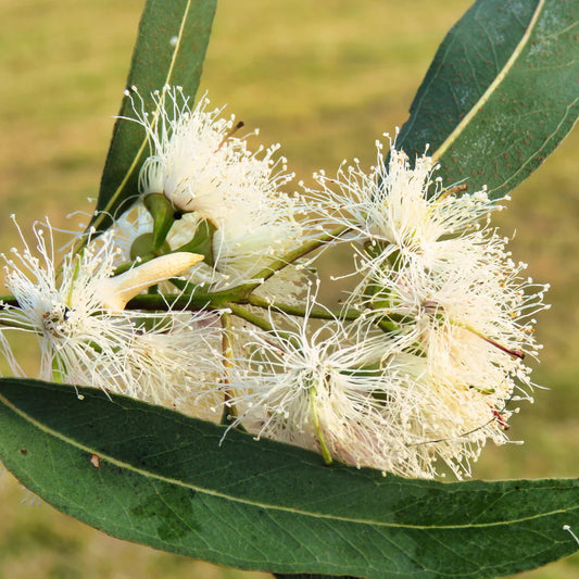 Eucalyptus Tereticornis Herb Seeds