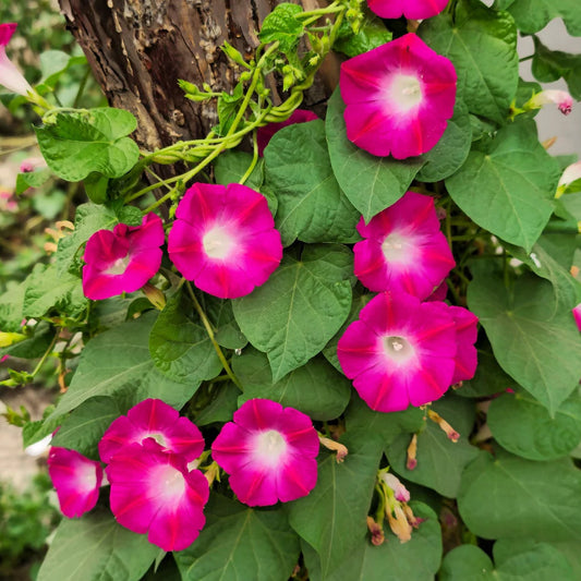 Ipomoea Scarlet O’Hara  Summer Flower Seeds
