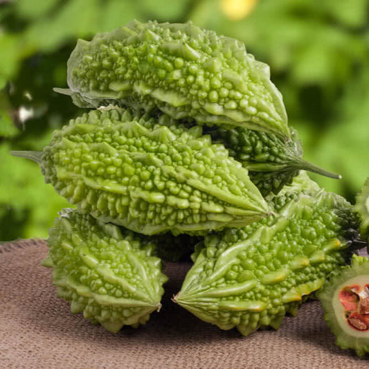 Bittergourd F1 Spartan Vegetable Seeds