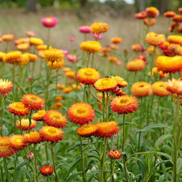 Helichrysum Bracteatum Dwarf Mixed Seeds