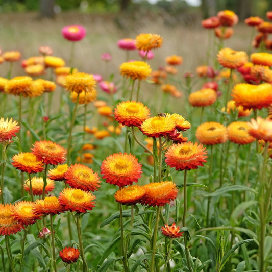 Helichrysum Bracteatum Dwarf Mixed Seeds