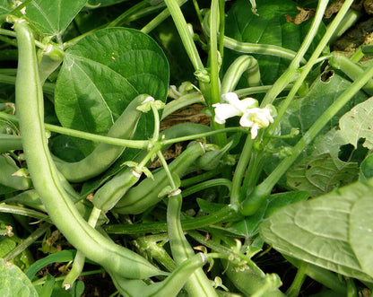 Pole Beans Selection Sanchi Vegetable Seeds
