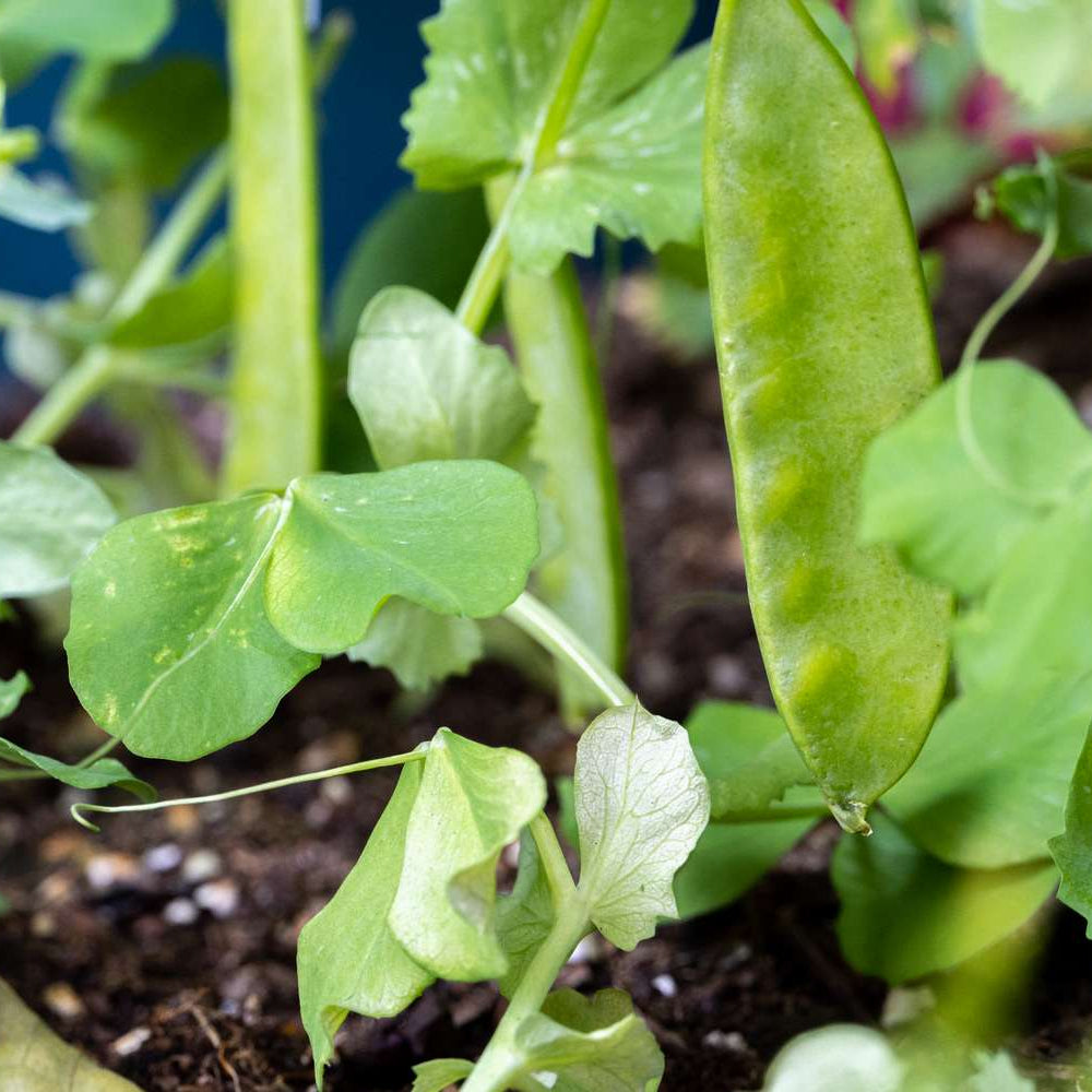 Imported Sugar Peas & Snow Peas – Fresh, Crisp, and Healthy Exotic Vegetable Seeds