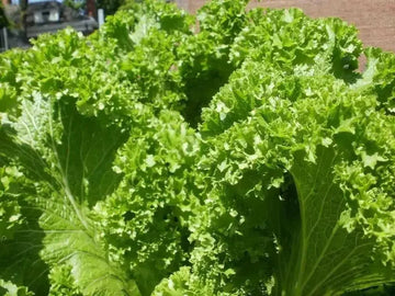 Mustard Indian Leaf Giant Microgreens Seeds