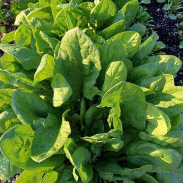 Italian Leaf Spinach Microgreens Seeds