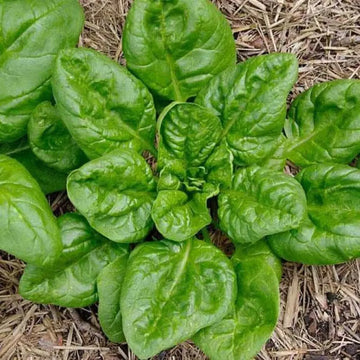 Italian Leaf Spinach Microgreens Seeds
