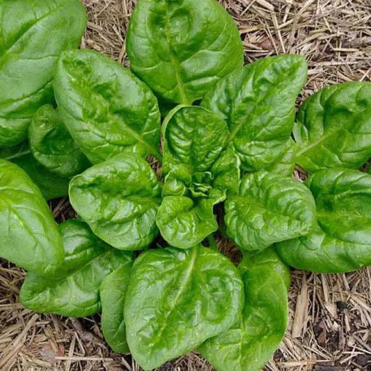 Italian Leaf Spinach Microgreens Seeds