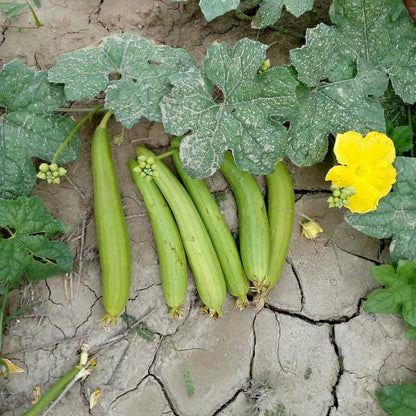 Sponge Gourd F1 Hybrid Chikni Tori Vegetable Seeds