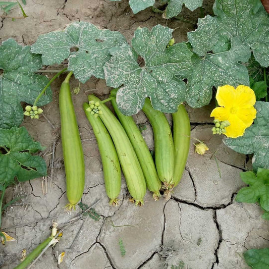 Sponge Gourd F1 Hybrid Chikni Tori Vegetable Seeds
