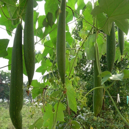Sponge Gourd F1 Hybrid Chikni Tori Vegetable Seeds