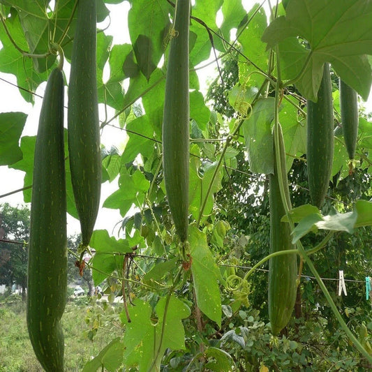 Sponge Gourd F1 Hybrid Chikni Tori Vegetable Seeds