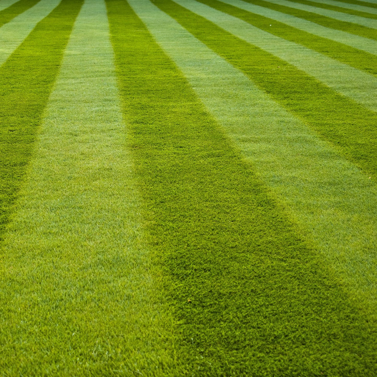 Premium Lawn Grass for Sports Fields Seeds