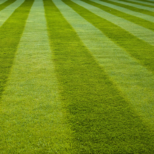 Premium Lawn Grass for Sports Fields Seeds