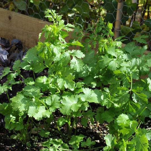 Coriander IMP Vegetable Seeds