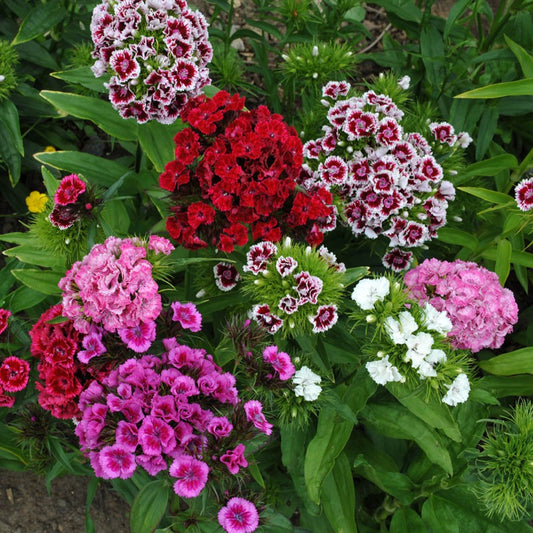 Dianthus Barbatus Sweet William Mixed Winter Flower Seeds