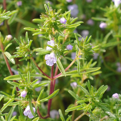 Savory Summer Herb Seed Collection