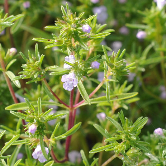 Savory Summer Herb Seed Collection