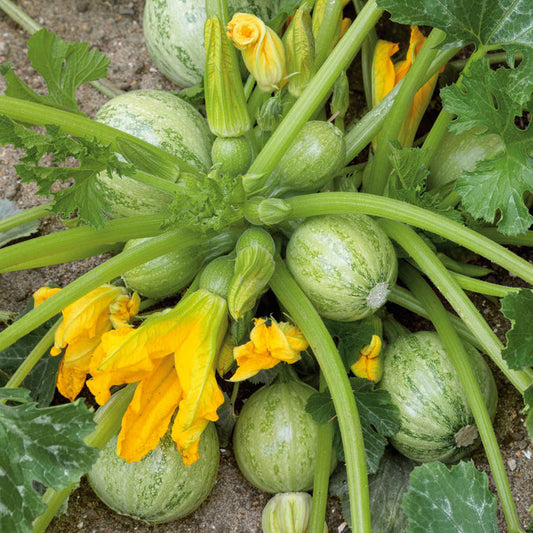 Summer Squash Hybrid Aayan Vegetable Seeds
