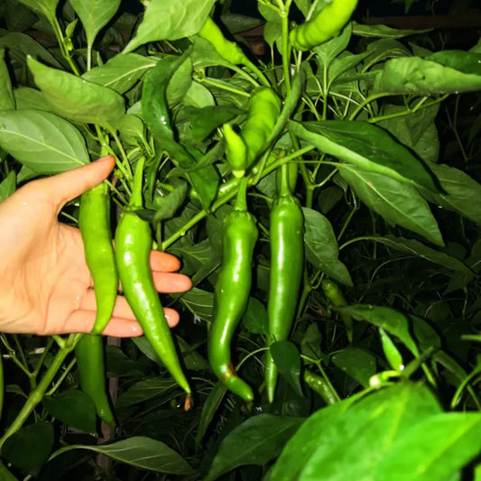 Chilli Vasudha F1 Vegetable Seeds