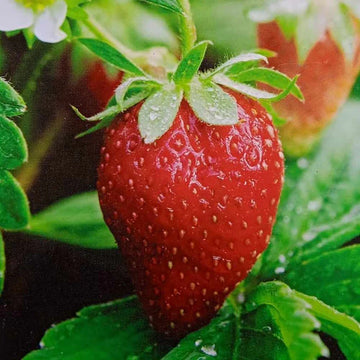 Premium Strawberry Seeds
