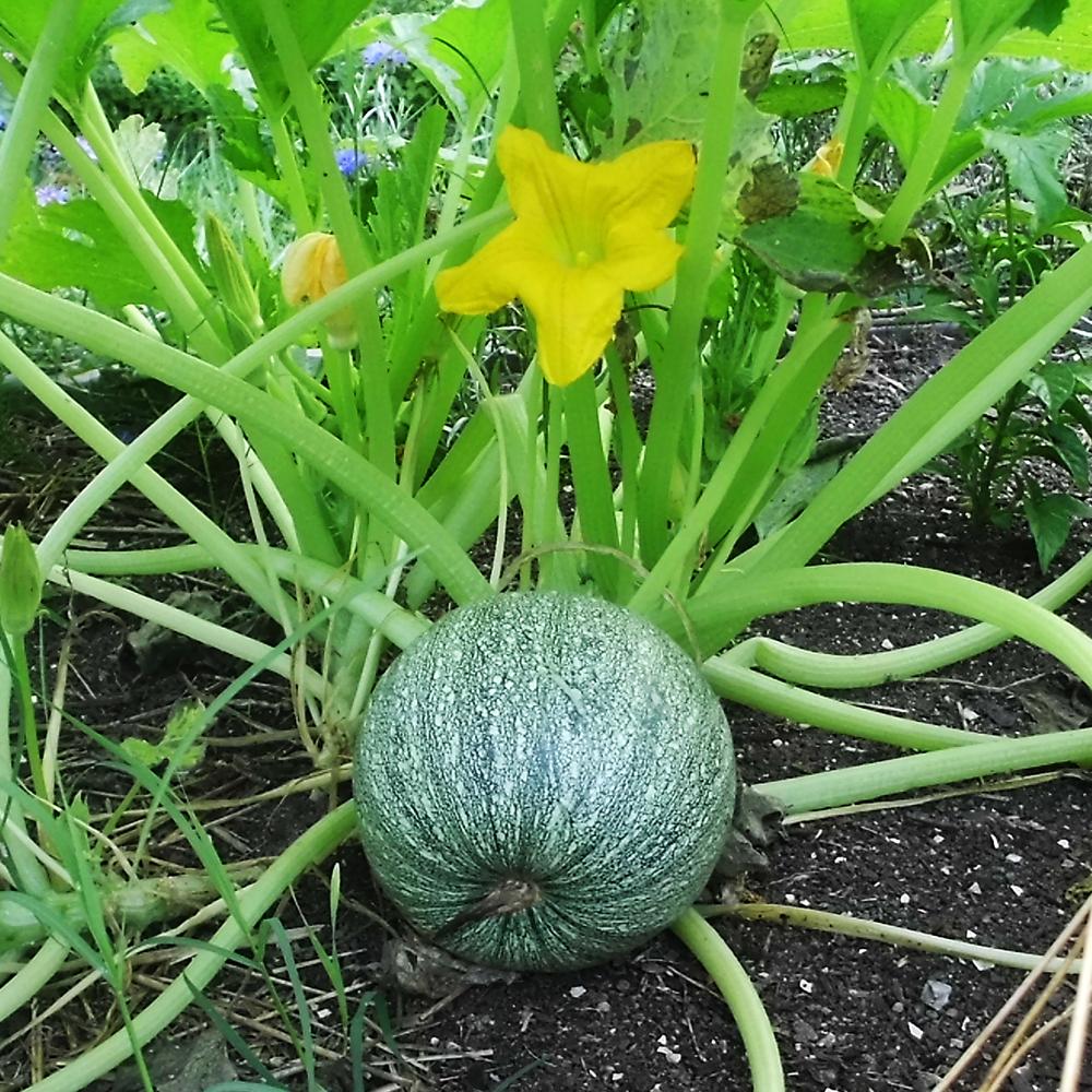 Chappan Kadu F1 Hybrid Summer Squash Vegetable Seeds