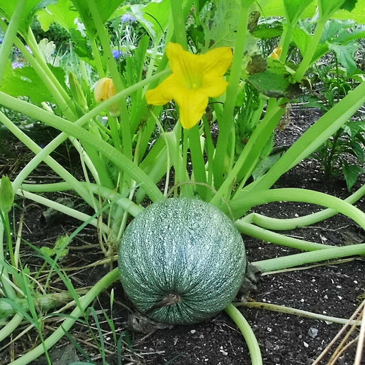 Chappan Kadu F1 Hybrid Summer Squash Vegetable Seeds
