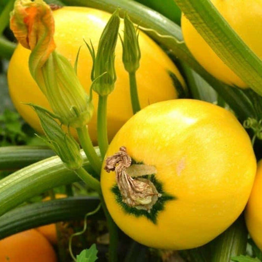 Fresh Squash & Zucchini Patty Pan - Farm-Fresh & Delicious Exotic Vegetable Seeds
