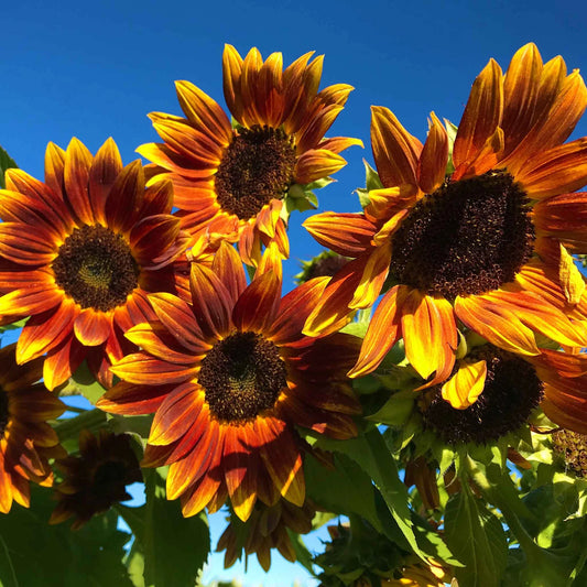 Sunflower Earthwalker Summer Flower Seeds