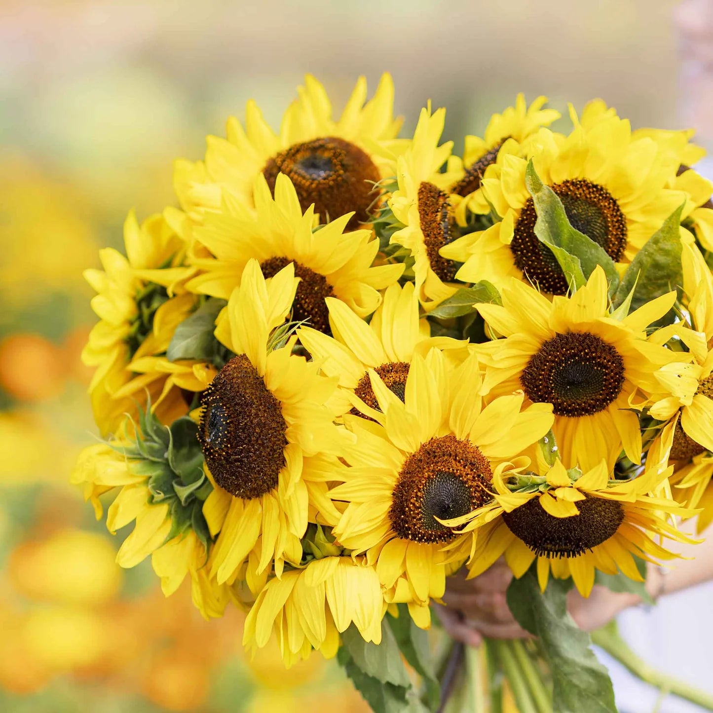 Sunflower 'Henry Wild' Seeds