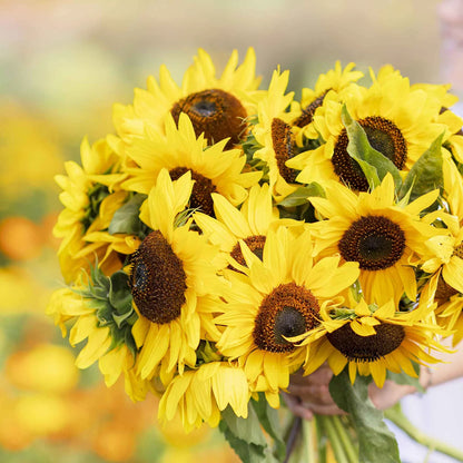 Sunflower 'Henry Wild' Seeds