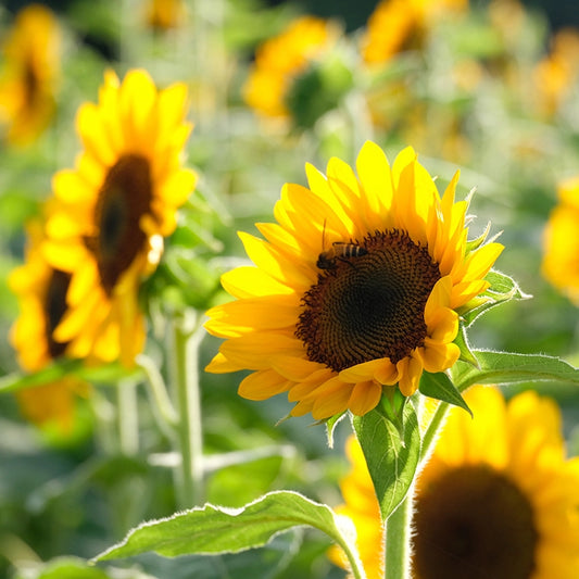 Sunflower 'Henry Wild' Seeds