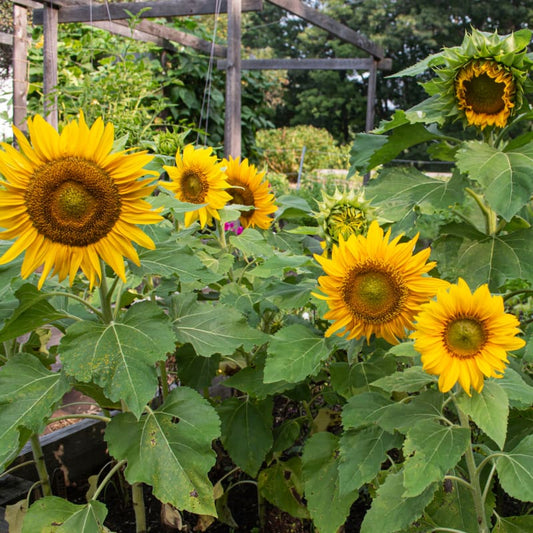 Sunflower Sunspot Summer Flower Seeds
