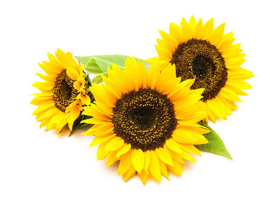 Sunflower Large Bloom Seeds