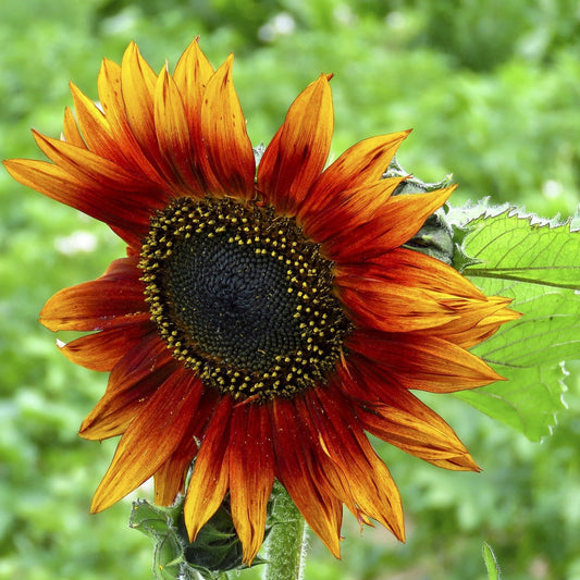 Sunflower Earthwalker Summer Flower Seeds