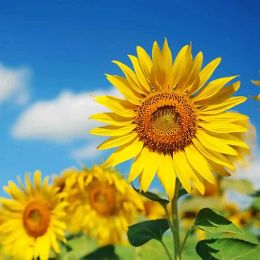Sunflower Large Bloom Seeds