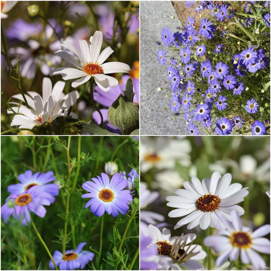 Brachycome Mixed Winter Flower Seeds