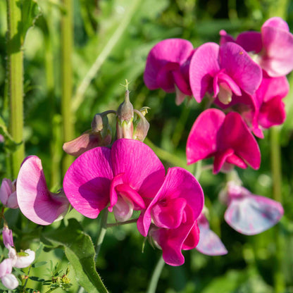 Sweet Peas Flower Seeds - Vibrant, Fragrant, and Easy to Grow