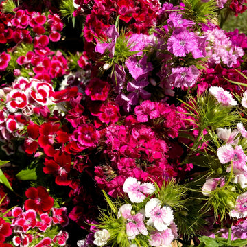 Sweet William Grand Mixed Edible Flower Seeds